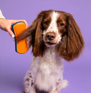 Tangle Teezer i pro Vašeho čtyřnohého miláčka? S Pet Teezerem žádný problém. Už žádné tahání!